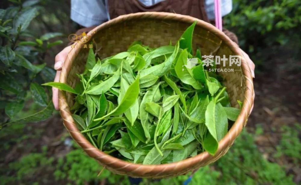 茶的别名-茶叶网(图2)