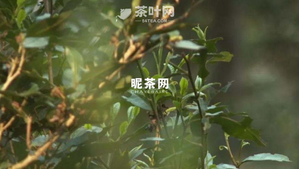 普洱为什么被称为世界茶源-茶叶网(图2)