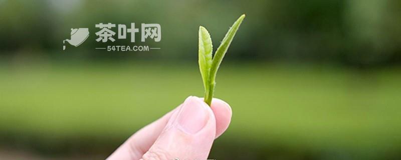 喝茶的好处说说发朋友圈-茶叶网(图1)