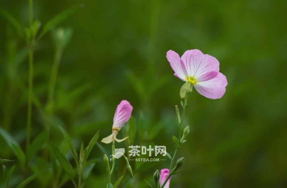 夏日之雅，在于书画、品茶、赏花-茶叶网(图5)