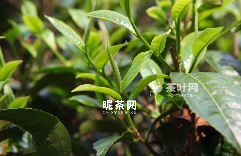 茶对现代生活的意义-茶叶网(图5)