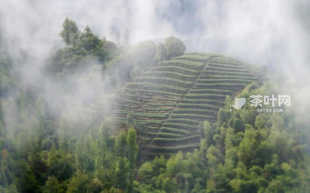 茶语静心优雅的句子-茶叶网(图2)