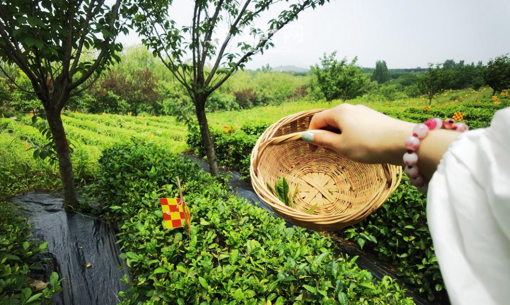 喝茶，让平淡的生活多一点幸福的味道-茶叶网(图4)