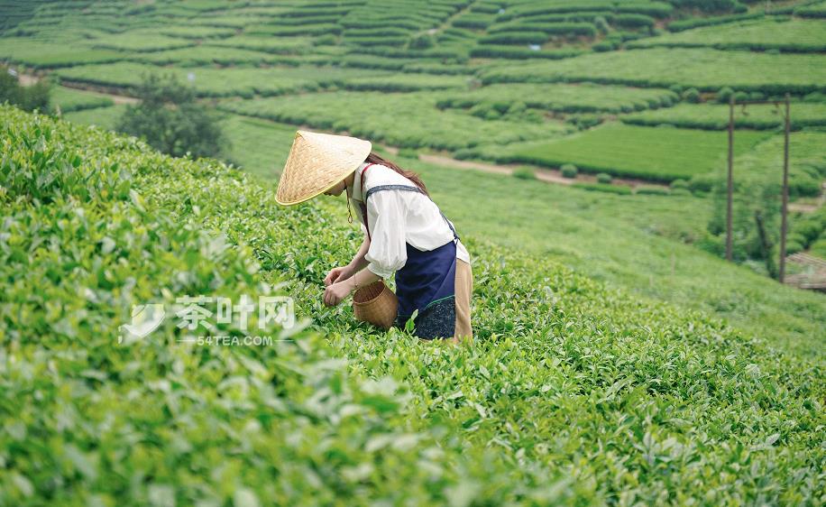 喝茶，让平淡的生活多一点幸福的味道-茶叶网(图1)