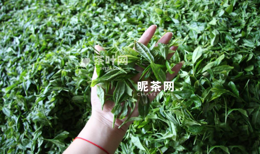 茶什么时候出现在中国-茶叶网(图3)