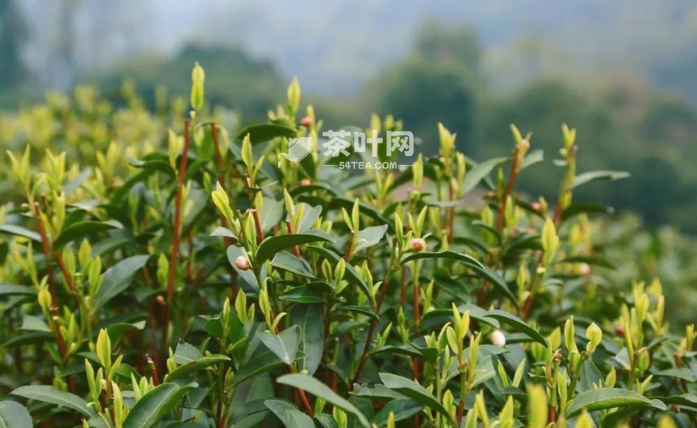 龙井茶的文化与传承-茶叶网(图3)