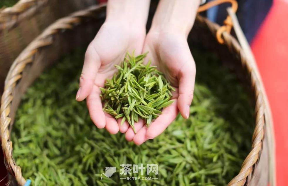 龙井茶的文化与传承-茶叶网(图5)