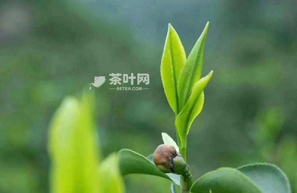 品茶分三口：一品在境，二品在味，三品在情-茶叶网(图1)