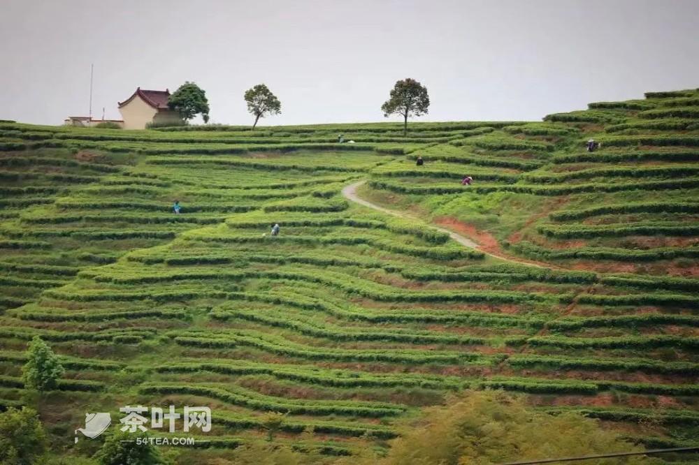 盼望着，盼望着，春白茶悄悄的来了-茶叶网(图2)