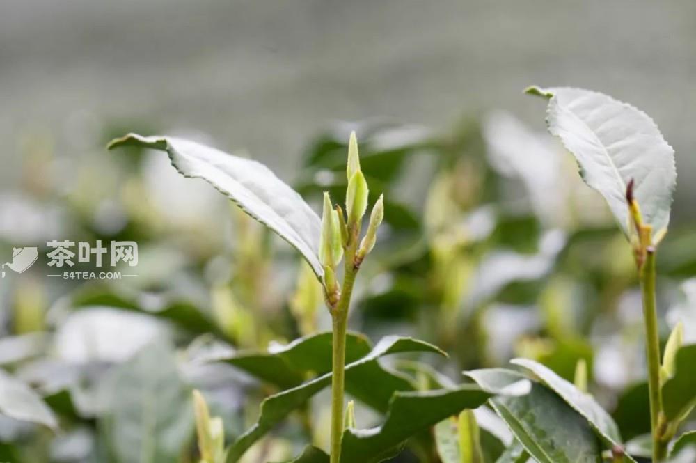 茶在手中是风景，茶在口中是人生-茶叶网(图4)