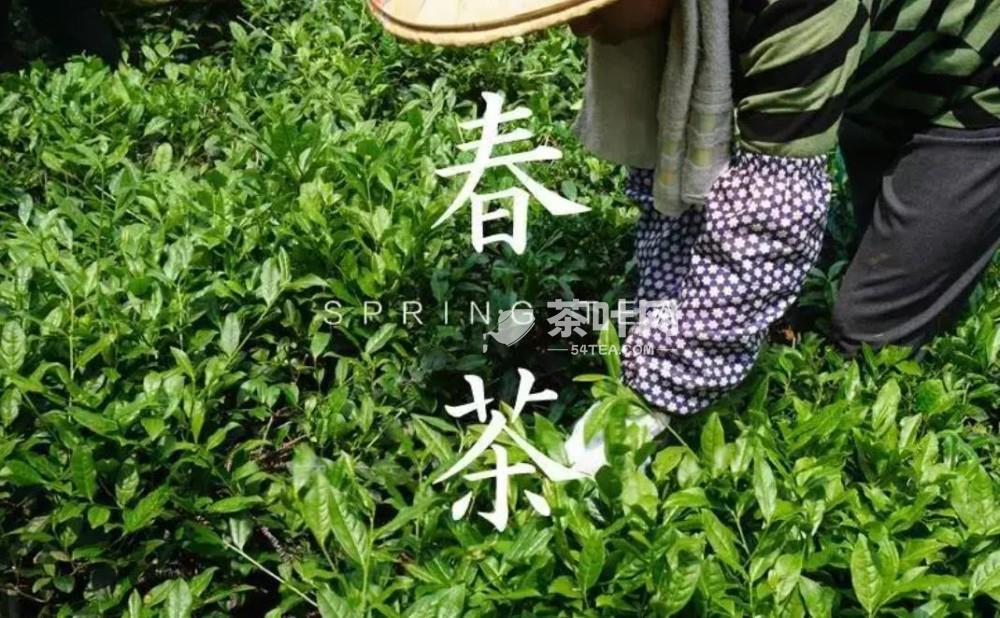 春风十里，一盏春茶让人心旷神怡-茶叶网(图1)