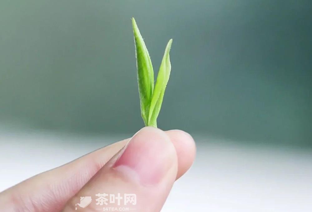 人生如茶，熬一熬才能出回甘-茶叶网(图4)