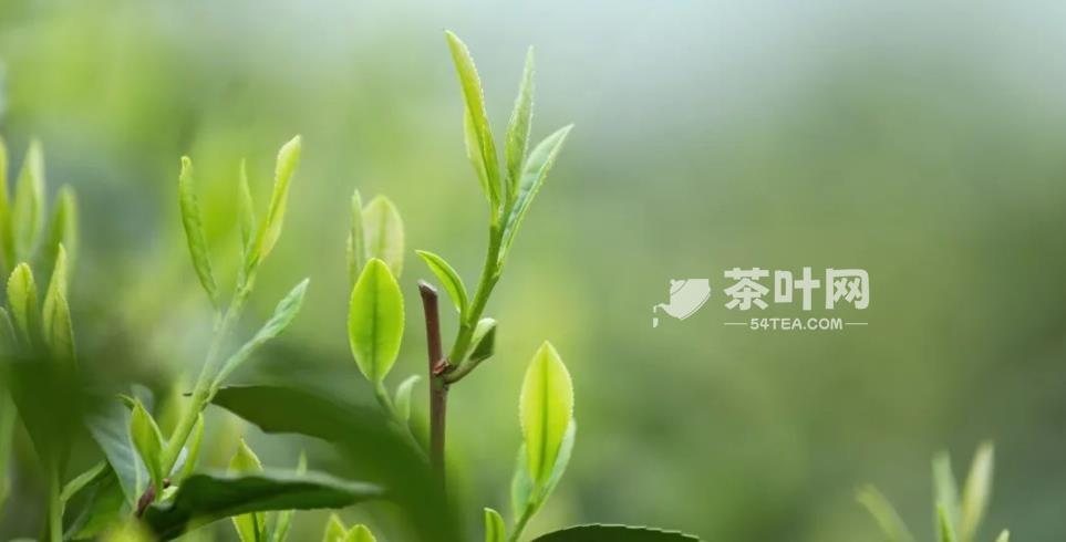 生活｜喝茶之人，更懂自然之道-茶叶网(图4)