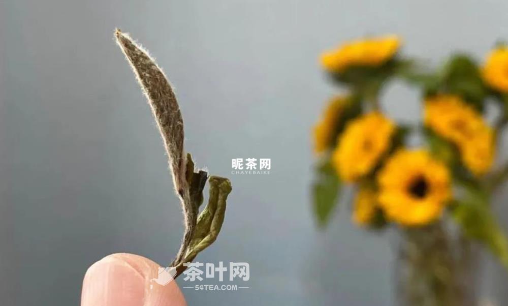 生活｜喝茶之人，更懂自然之道-茶叶网(图2)