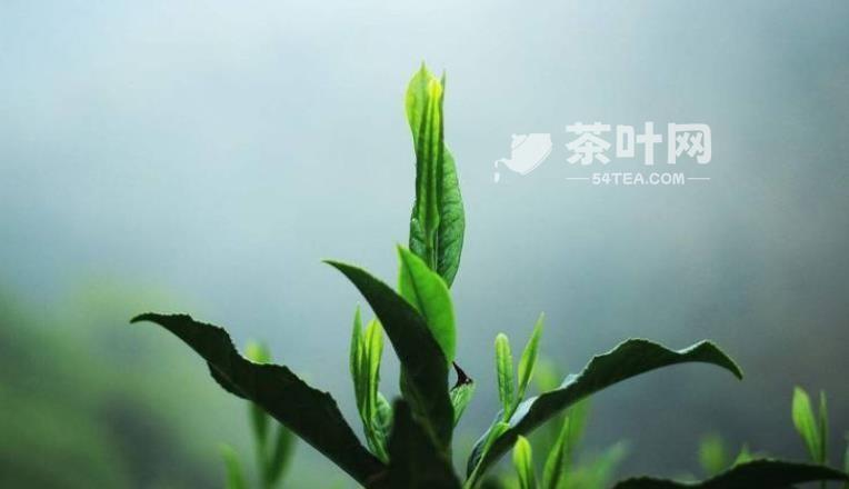 足而常乐，看淡而幸福 清茶一杯，独自享受-茶叶网(图4)