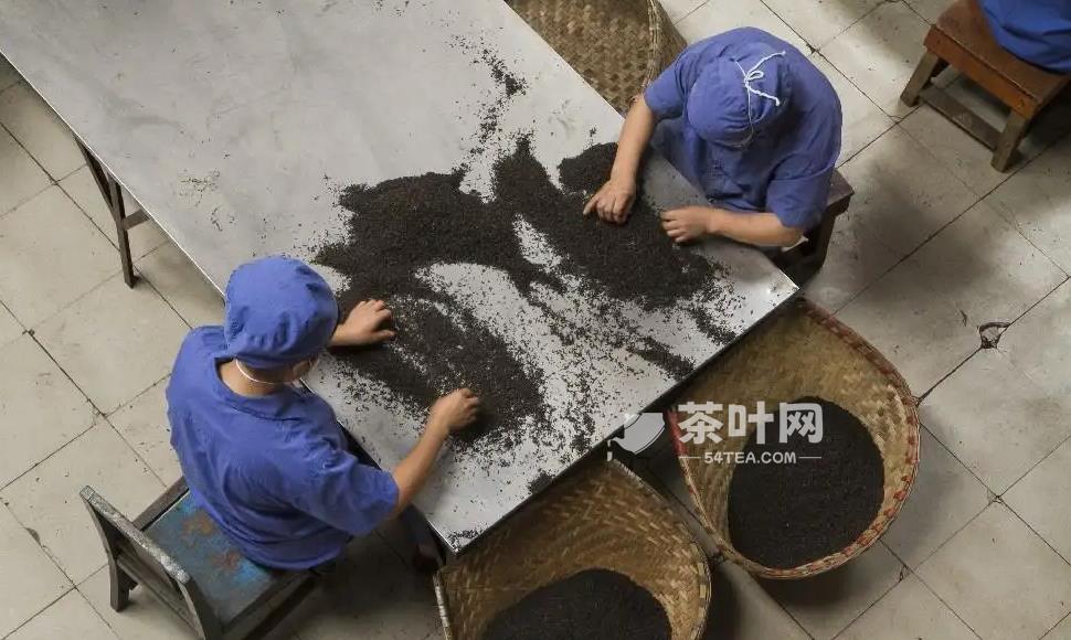 走进雅安藏茶 解析雅安藏茶的品种、工艺特点-茶叶网(图7)