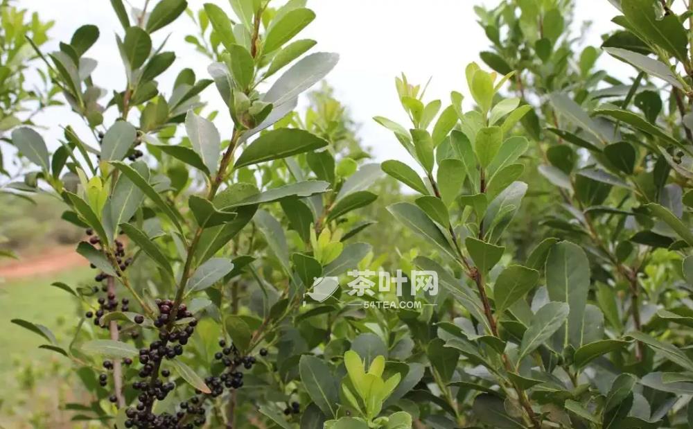 世界饮茶风情（南美洲篇）——阿根廷马黛茶-茶叶网(图2)