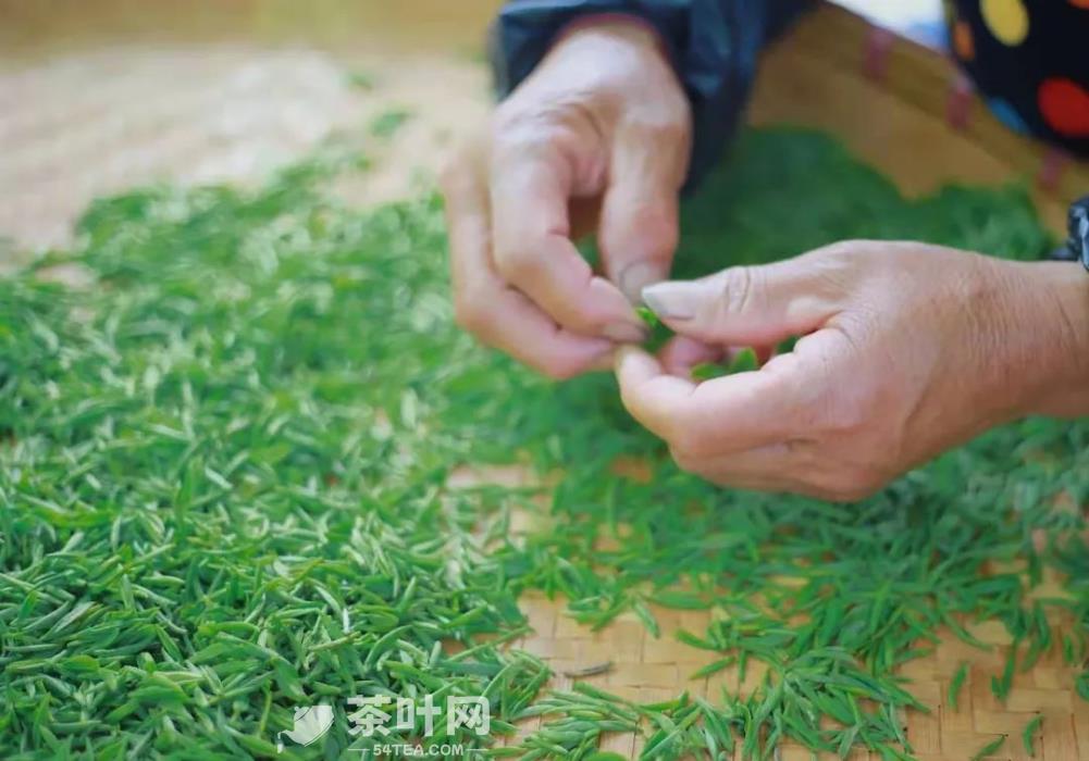 非遗中国茶 | 绿茶制作技艺之雨花茶制作技艺-茶叶网(图4)