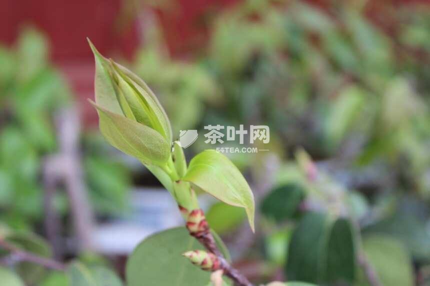 明朝贡品！云南大理祥云雀嘴茶-茶叶网(图11)