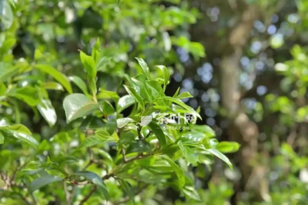 十大不可错过的茶旅胜地，你去过几个-茶叶网(图8)