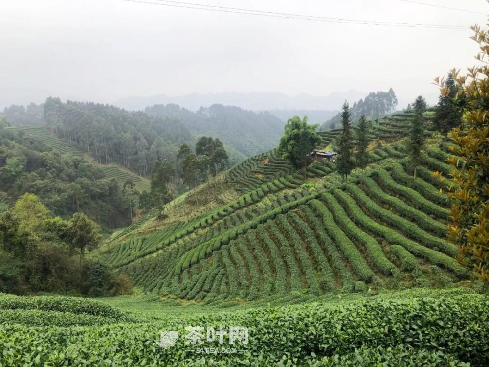 十大不可错过的茶旅胜地，你去过几个-茶叶网(图4)