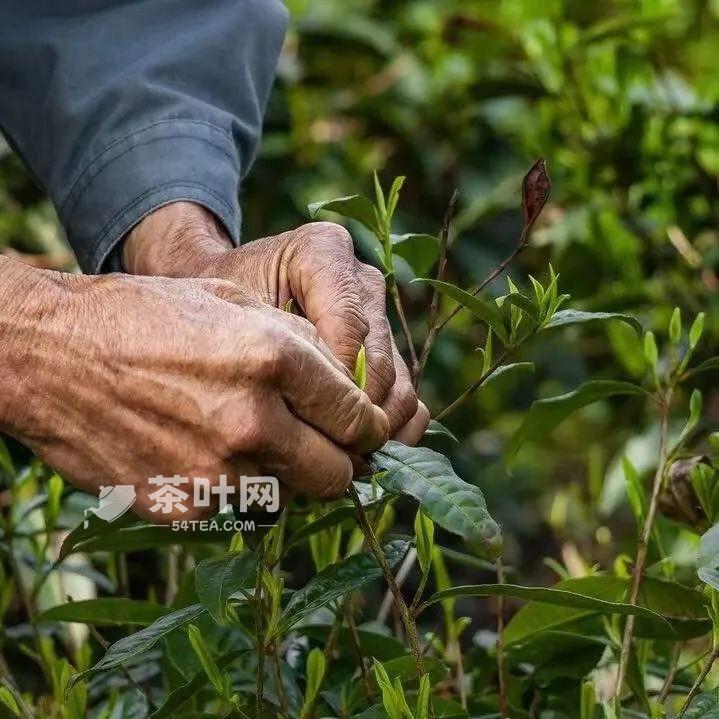 十大不可错过的茶旅胜地，你去过几个-茶叶网(图9)