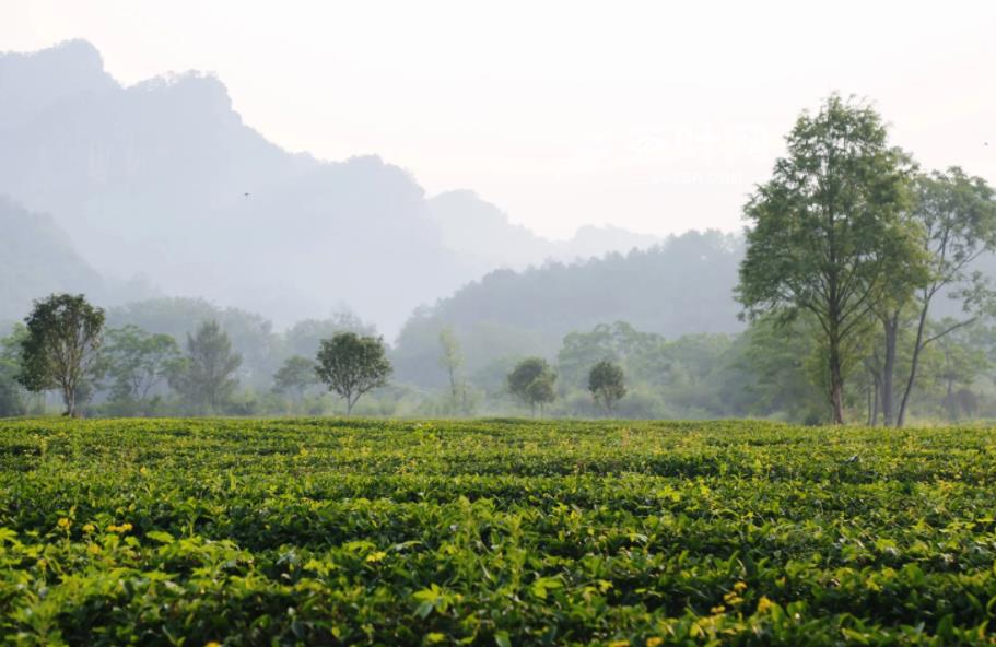 十大不可错过的茶旅胜地，你去过几个-茶叶网(图13)