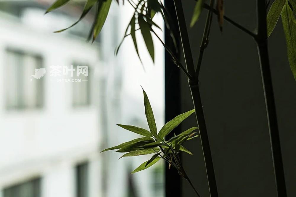 春风暖，花木知，一席茶，人间烟火-茶叶网(图4)