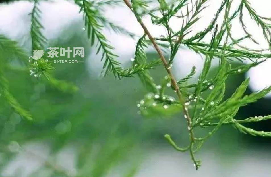 雨水至，春雨可贵，遇雨则吉-茶叶网(图1)