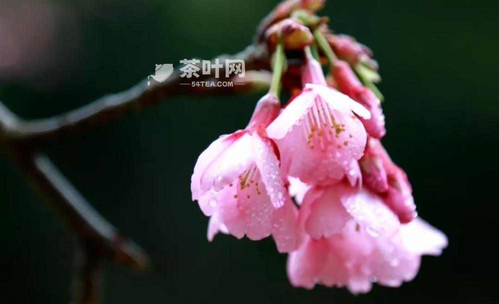 雨水至，春雨可贵，遇雨则吉-茶叶网(图10)