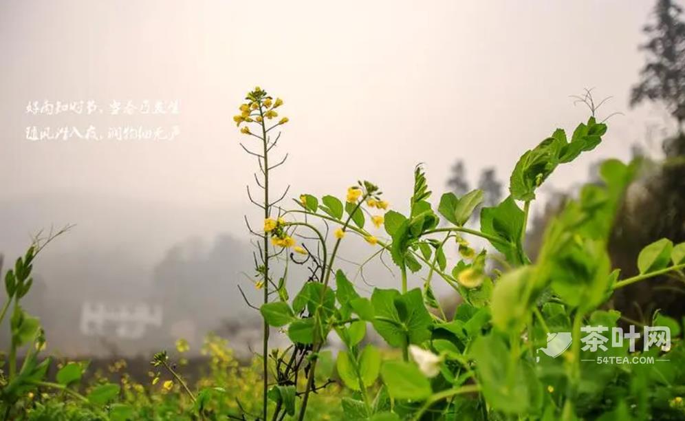 雨水至，春雨可贵，遇雨则吉-茶叶网(图3)