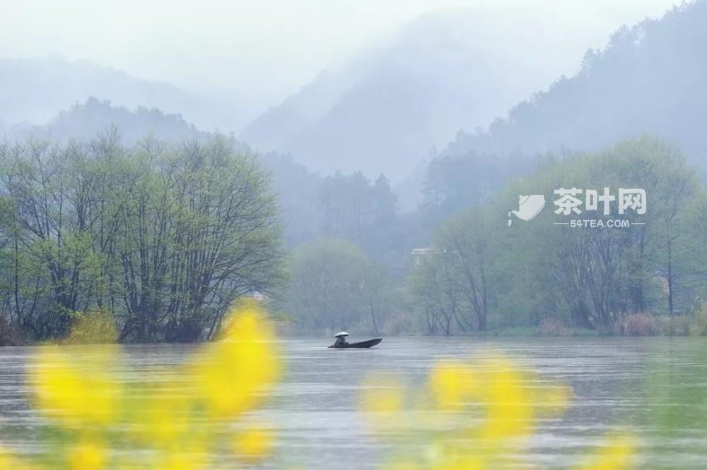 雨水至，春雨可贵，遇雨则吉-茶叶网(图8)