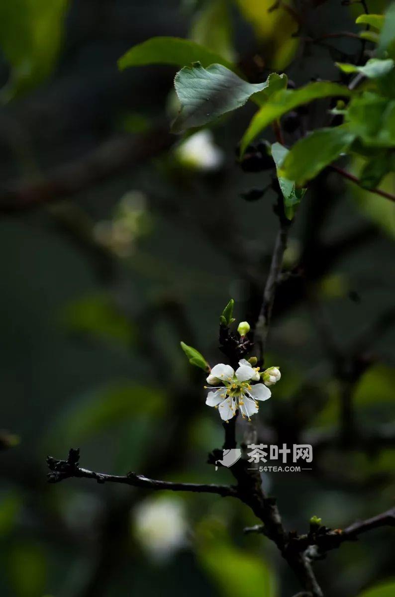 雨水至，春雨可贵，遇雨则吉-茶叶网(图9)