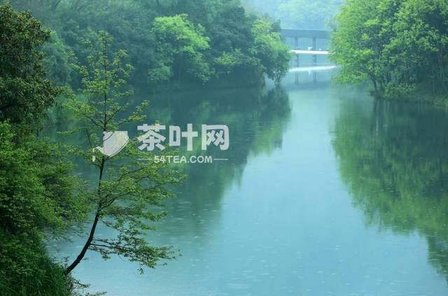 雨水至，春雨可贵，遇雨则吉-茶叶网(图7)