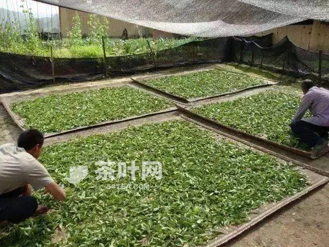 茶科普 | 人类非物质文化遗产 中国传统制茶技艺 红茶篇②——滇红-茶叶网(图2)