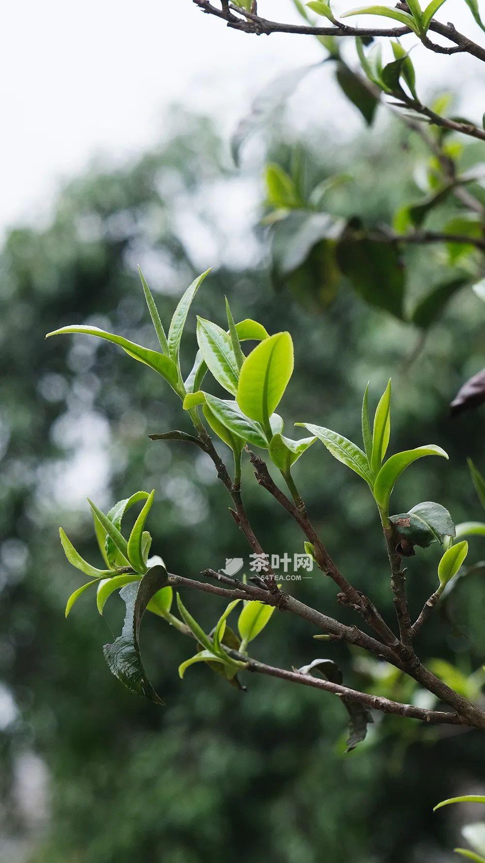 千年景迈，世界共享-茶叶网(图14)