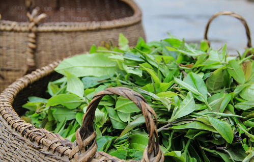 有种预感，今年的普洱茶市场要变天了(图1)